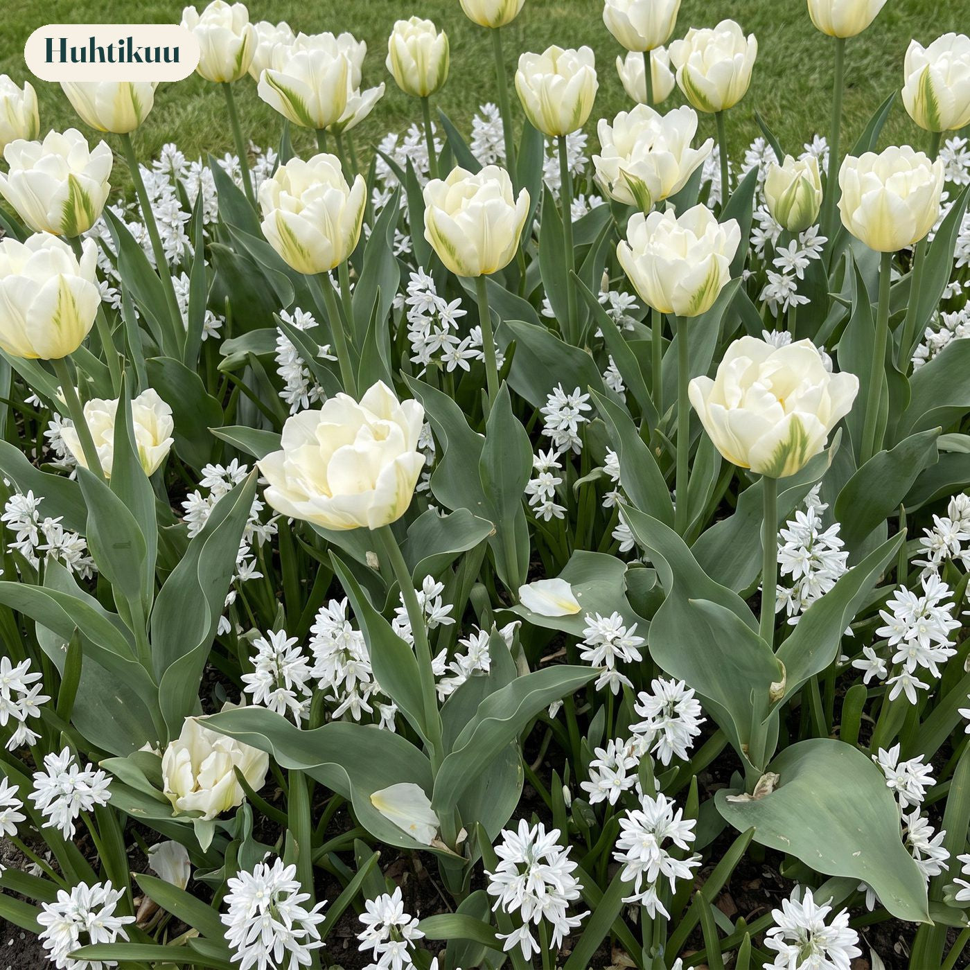 Valmis kukkapenkki '100 päivää – valkoinen' (1 m²)